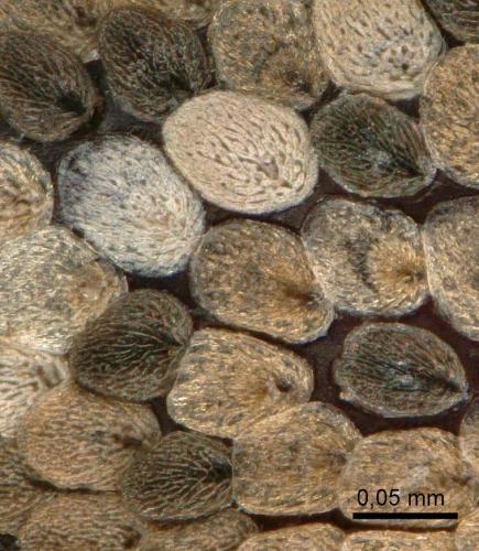 Réf. 317 628 : Gasterocercus depressirostris